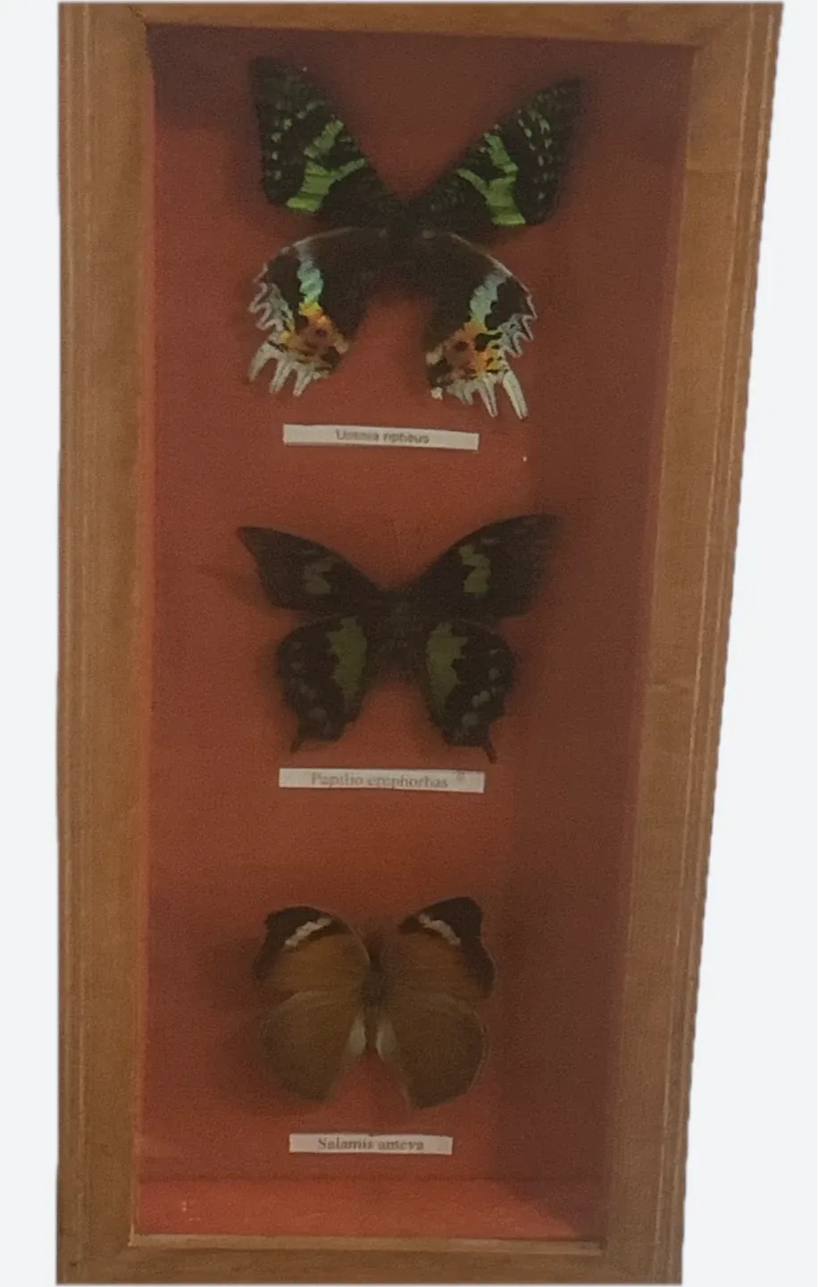 Framed Butterfly Display #Cleanout