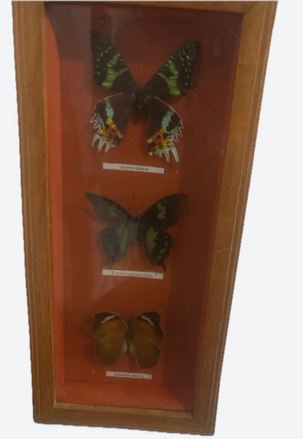 Framed Butterfly Display #Cleanout image indicator(2)