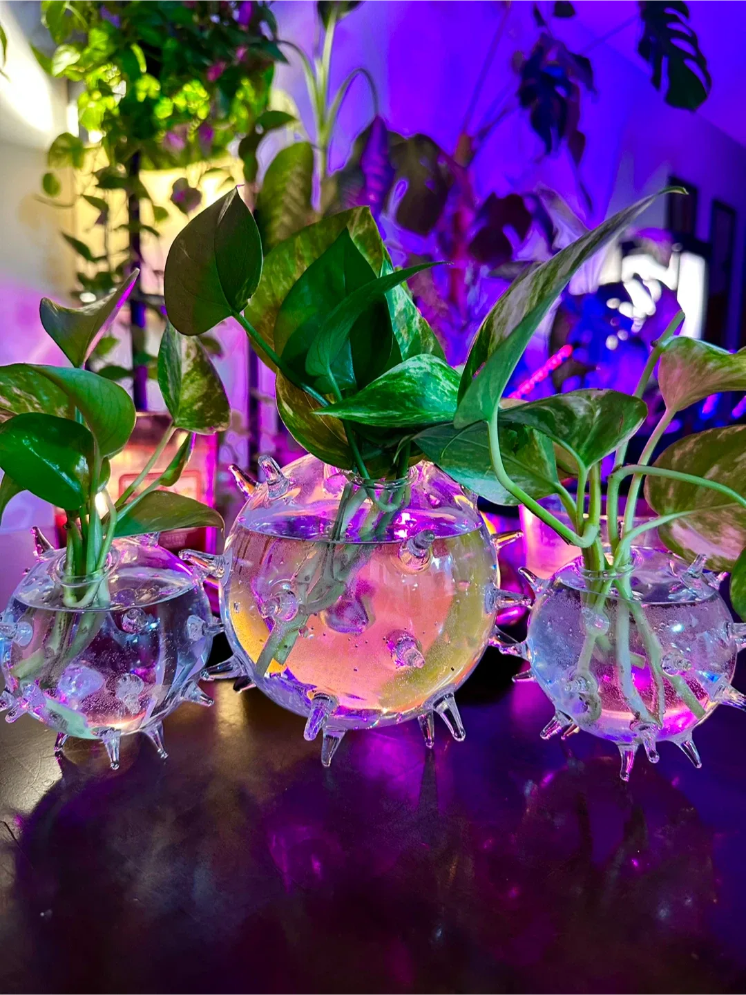 Spiky Glass Plant Terrariums