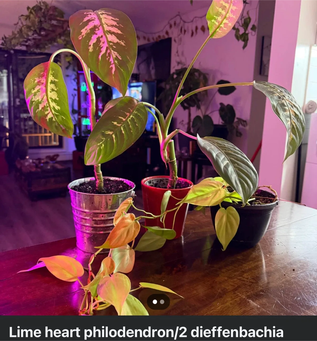 Lime Heart Philodendron & Dieffenbachia Plants