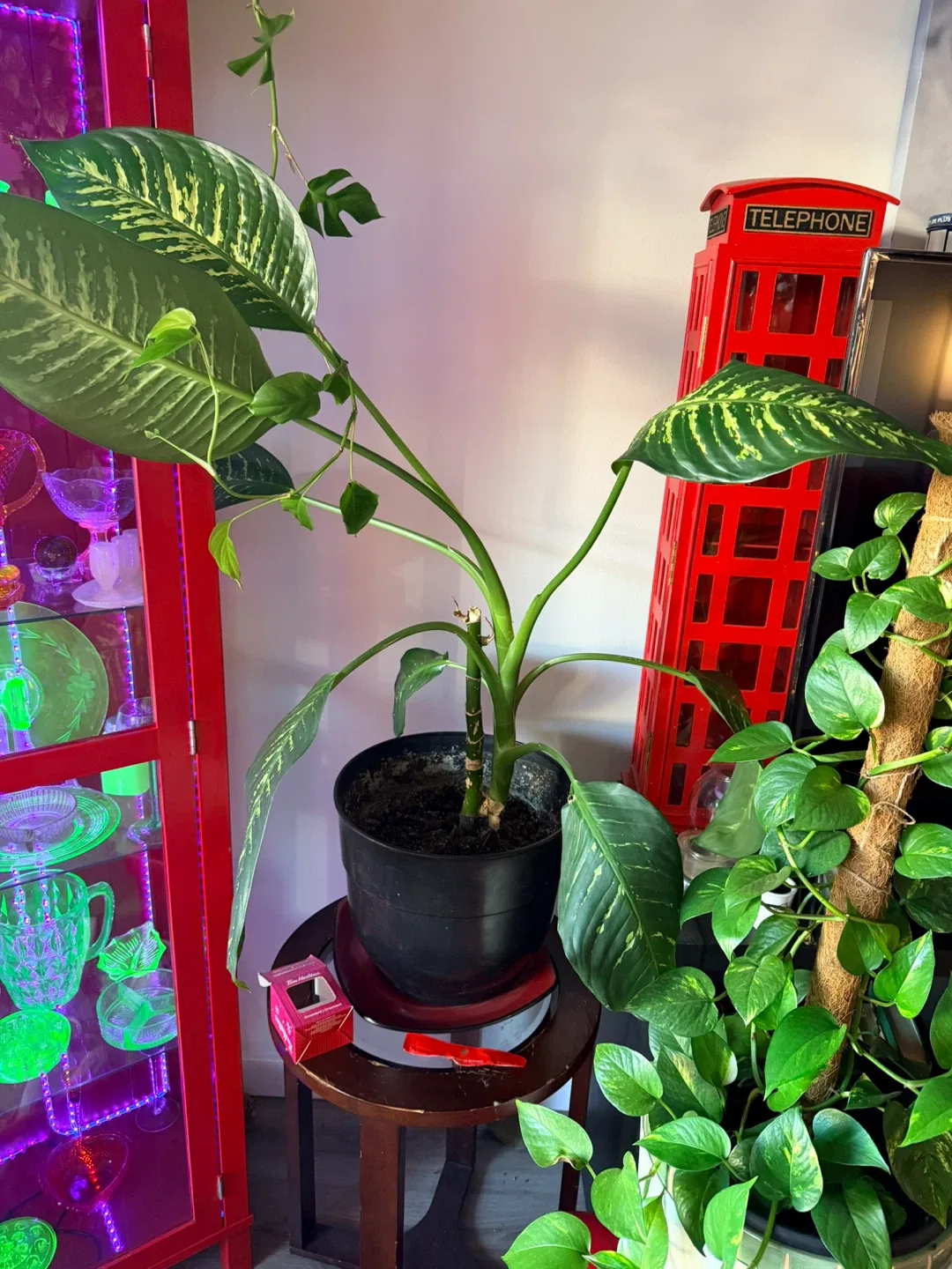 Potted Dieffenbachia Plant