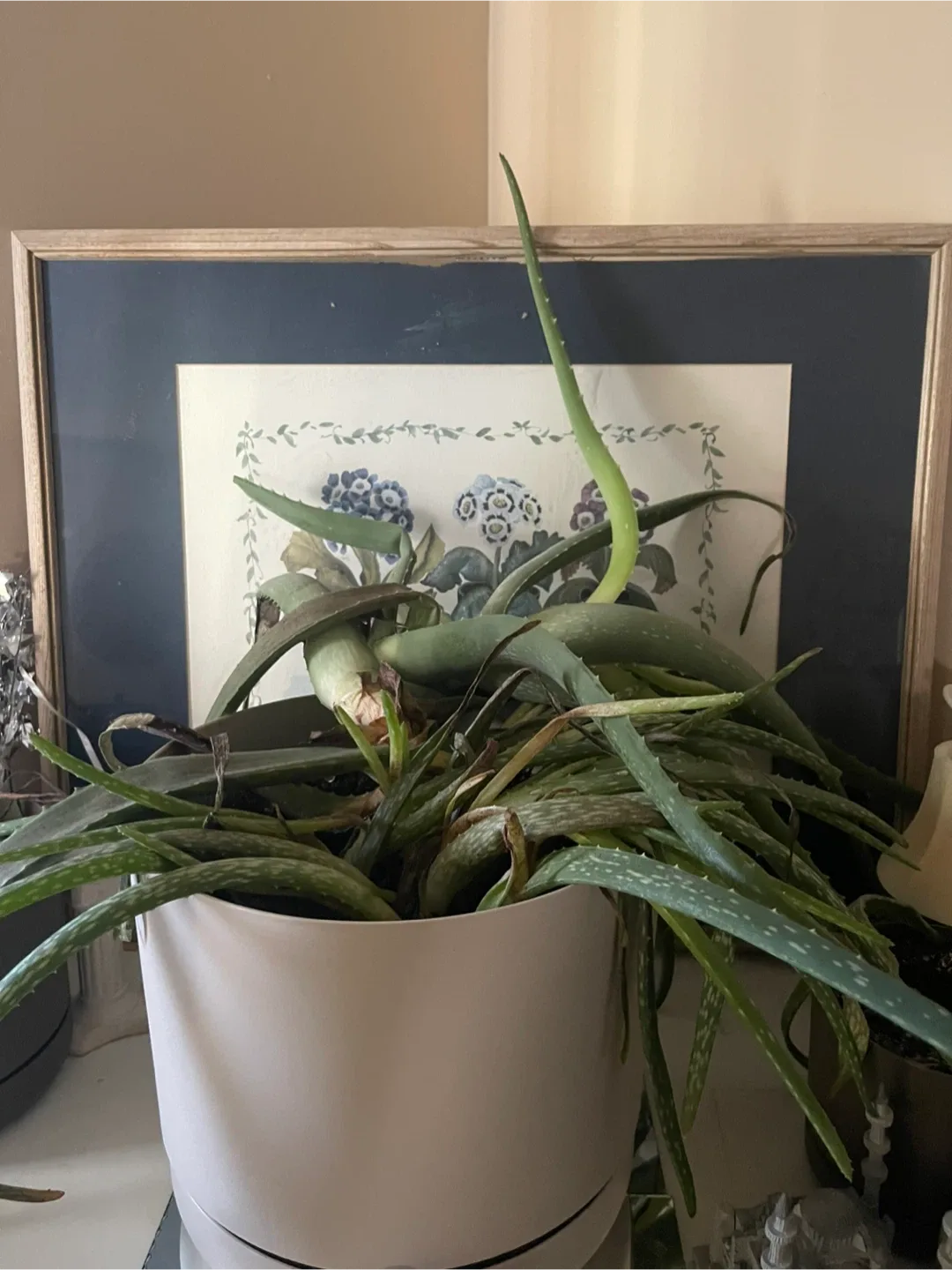 🌱#Cleanout  big flower pot with aloe Vera plant