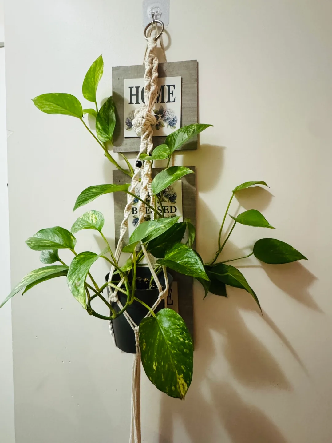 Macrame Plant Hanger with Potted Plant