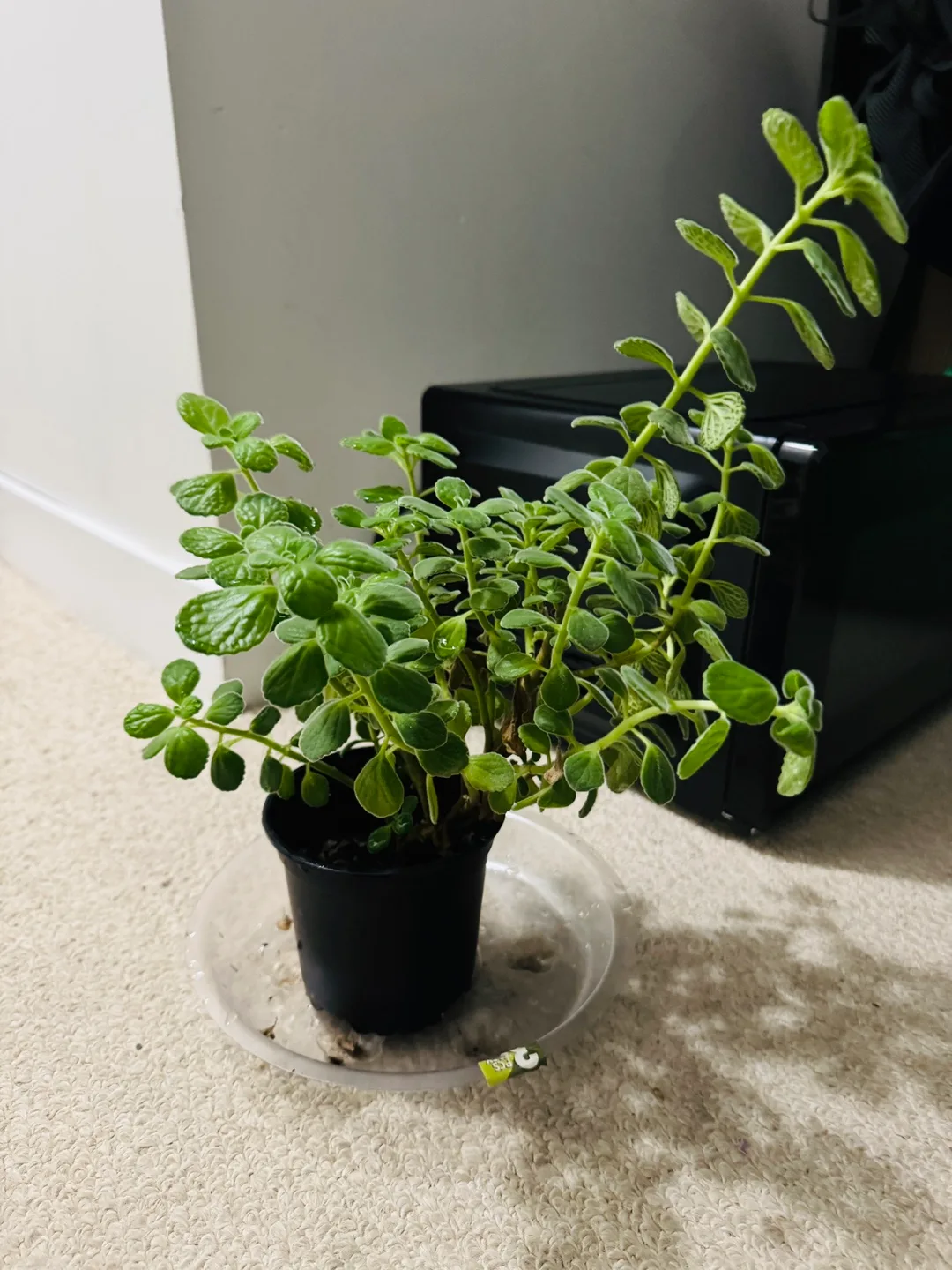 Potted Mexican mint Plant