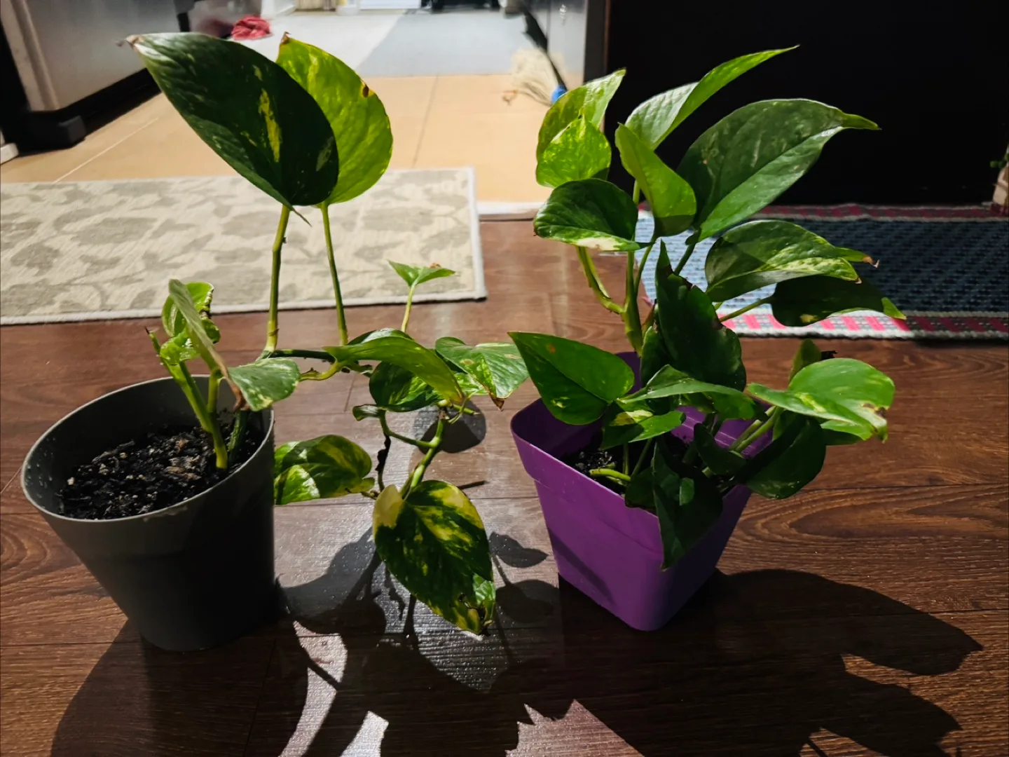 Potted Golden Pothos Plants - Two Available!