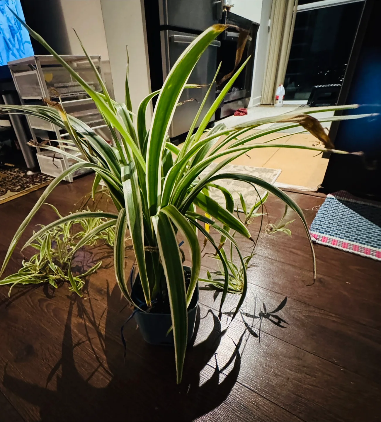 Spider Plant