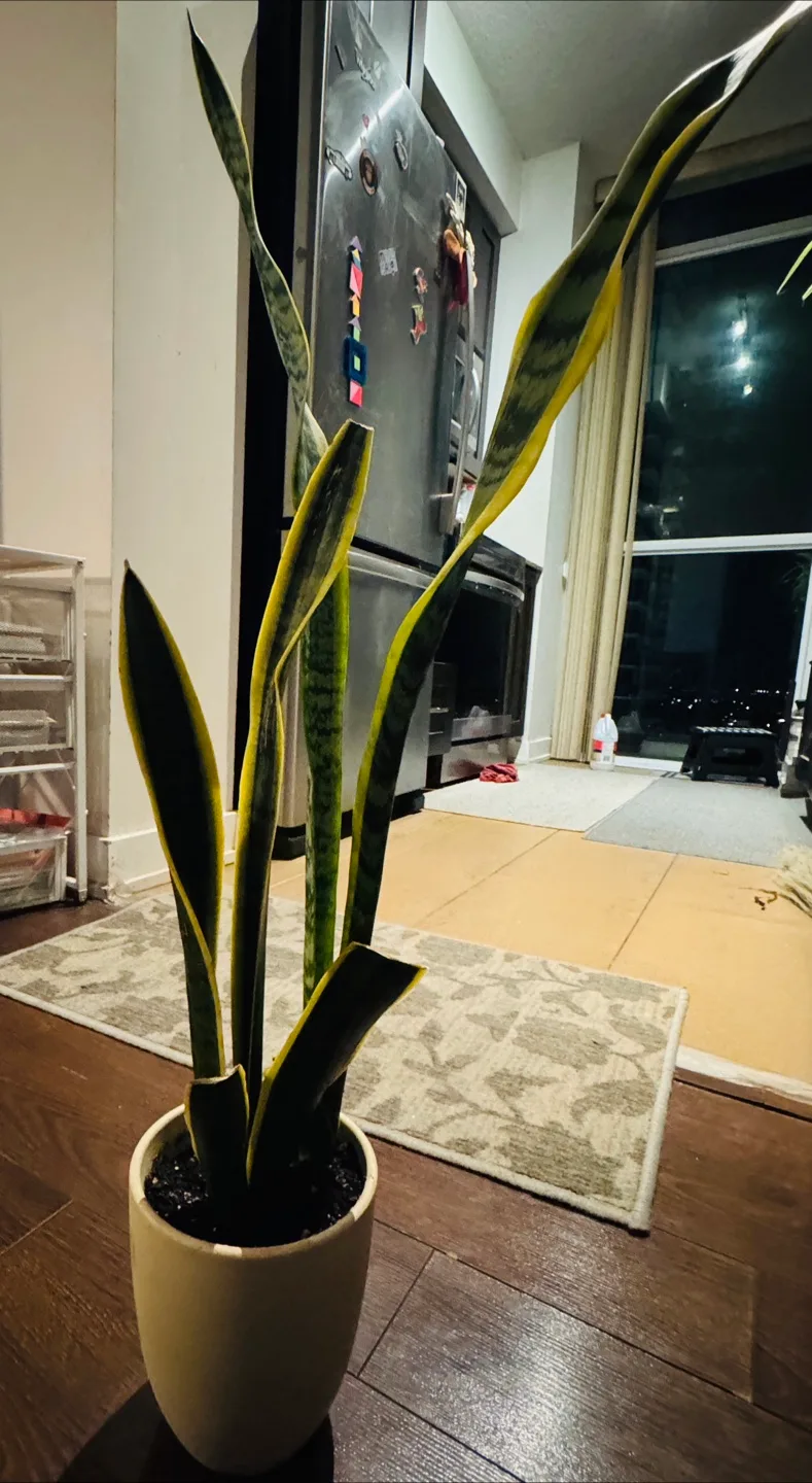 Snake Plant in Beige Pot