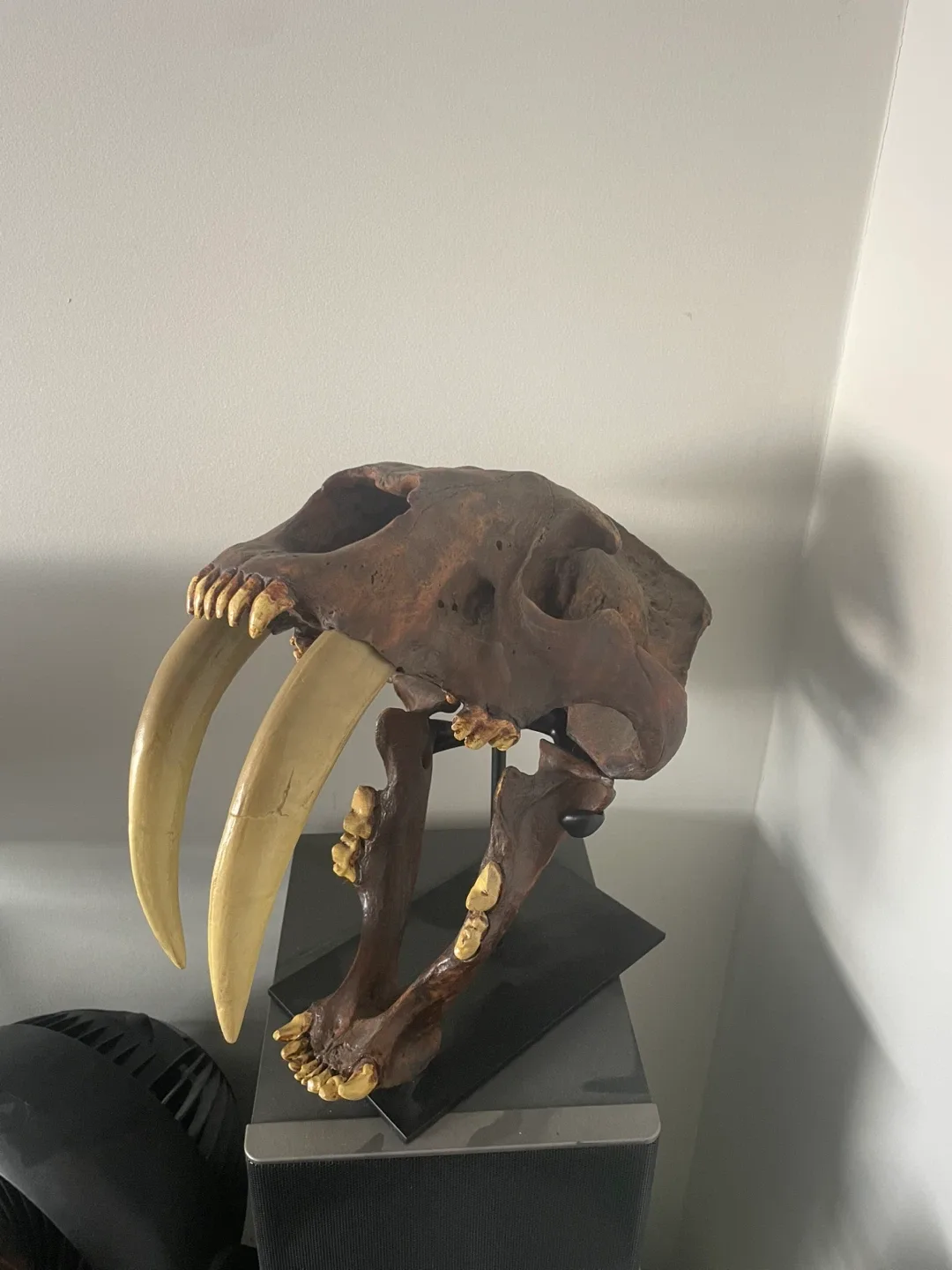 Sabertooth Tiger Replica Skull – Royal Tyrrell Museum