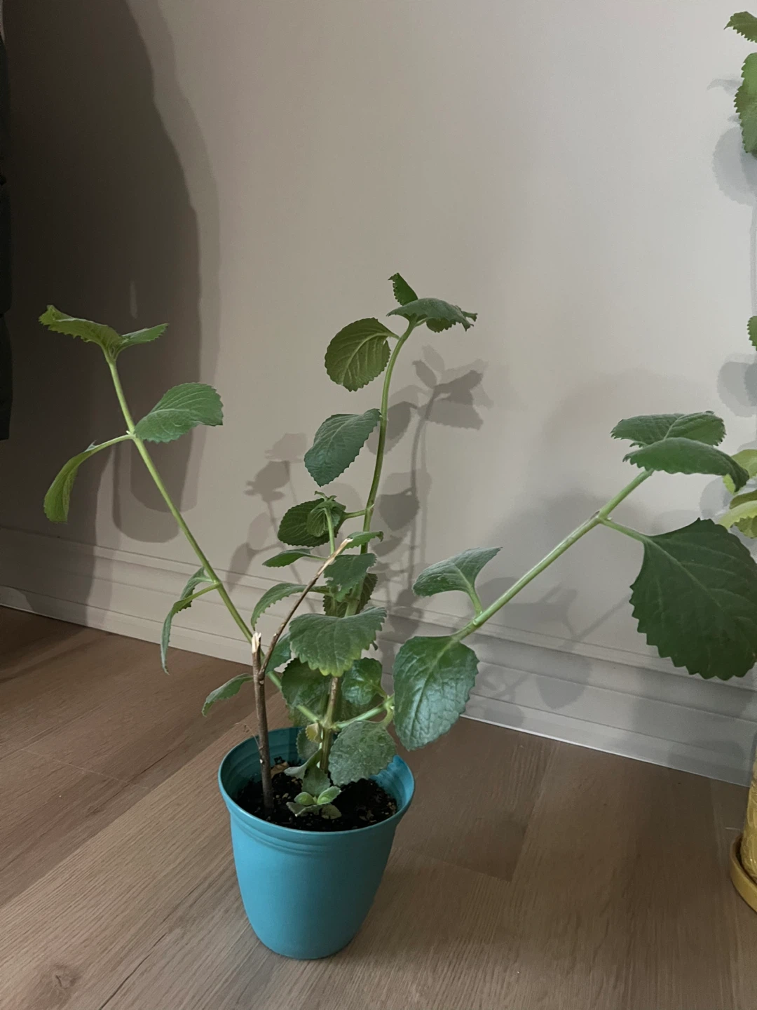 Cuban Oregano Plant in Blue Pot - photo 2