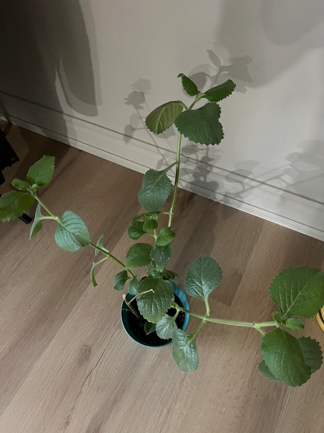 Cuban Oregano Plant in Blue Pot
