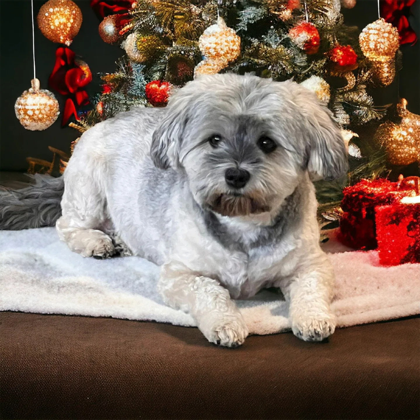 Custom AI Christmas image pet, cat, dog image indicator(6)