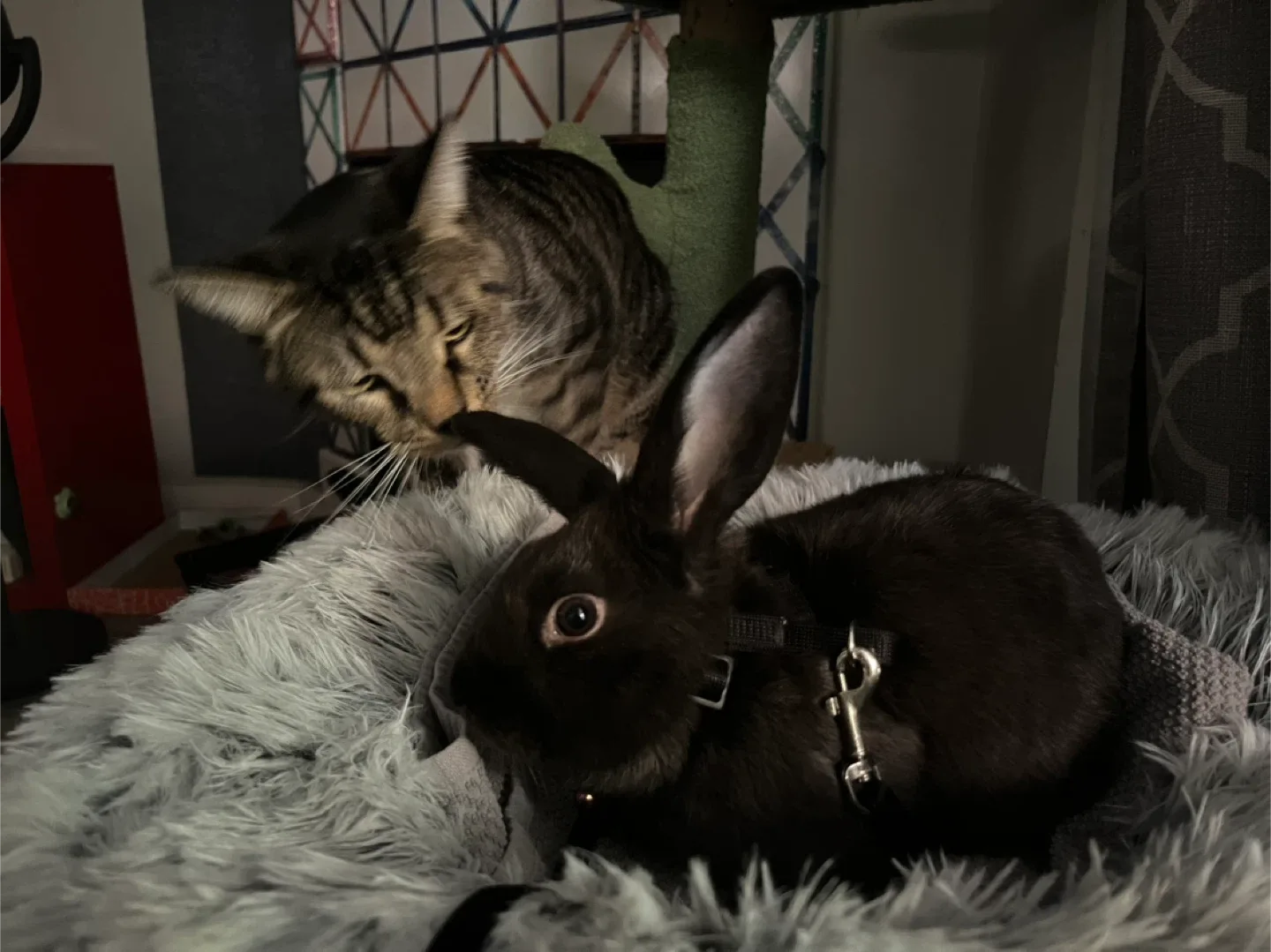 Rehoming a female rex / lionhead cross bunny rabbit