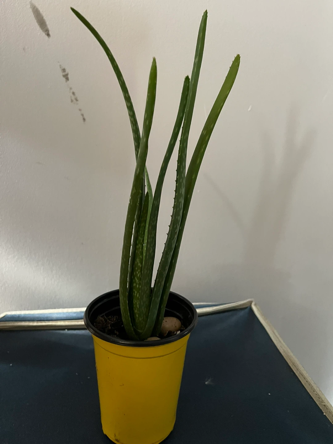 Aloe Vera Plant in Yellow Pot - photo 4