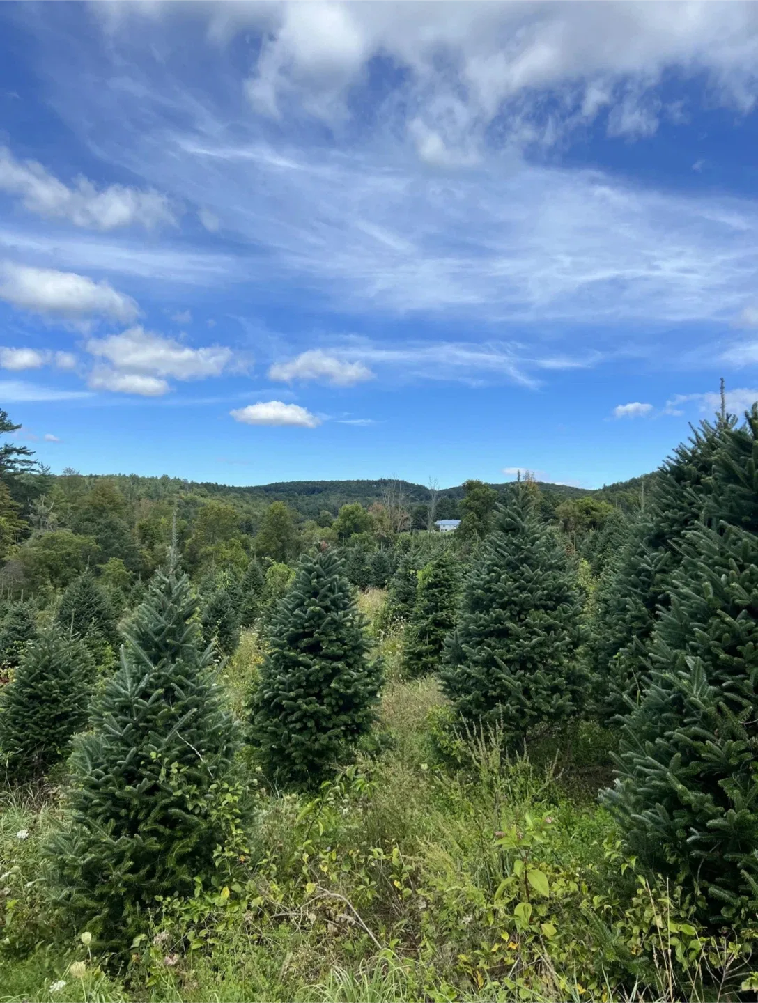 🌲 PREMIUM CHRISTMAS TREE DELIVERY - BOOKING ENDS SOON!