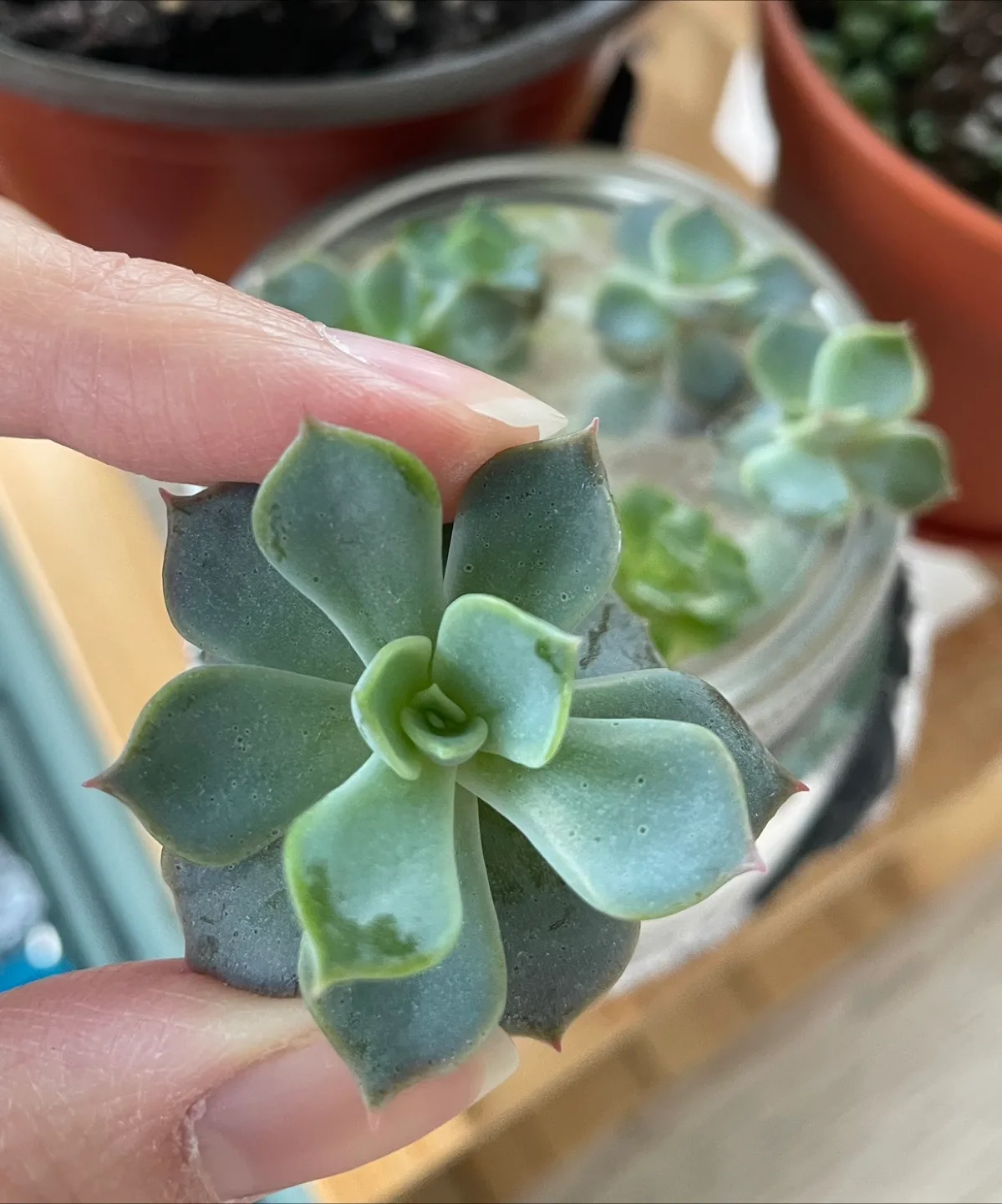 Rooted succulent in water