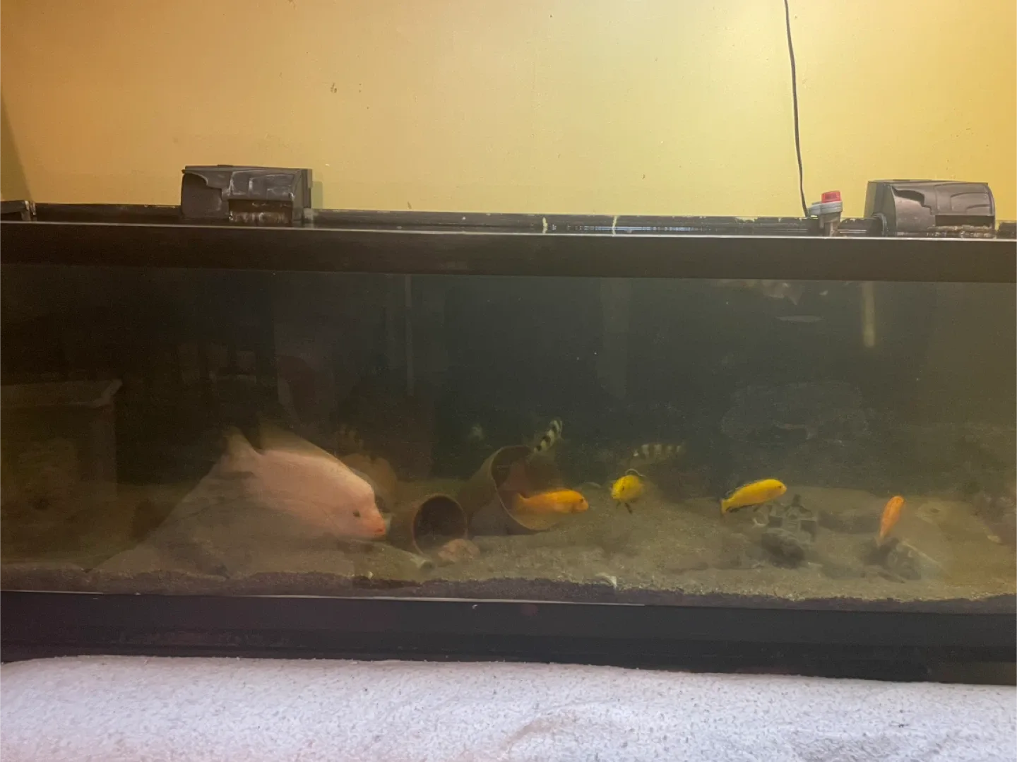 Fish Tank