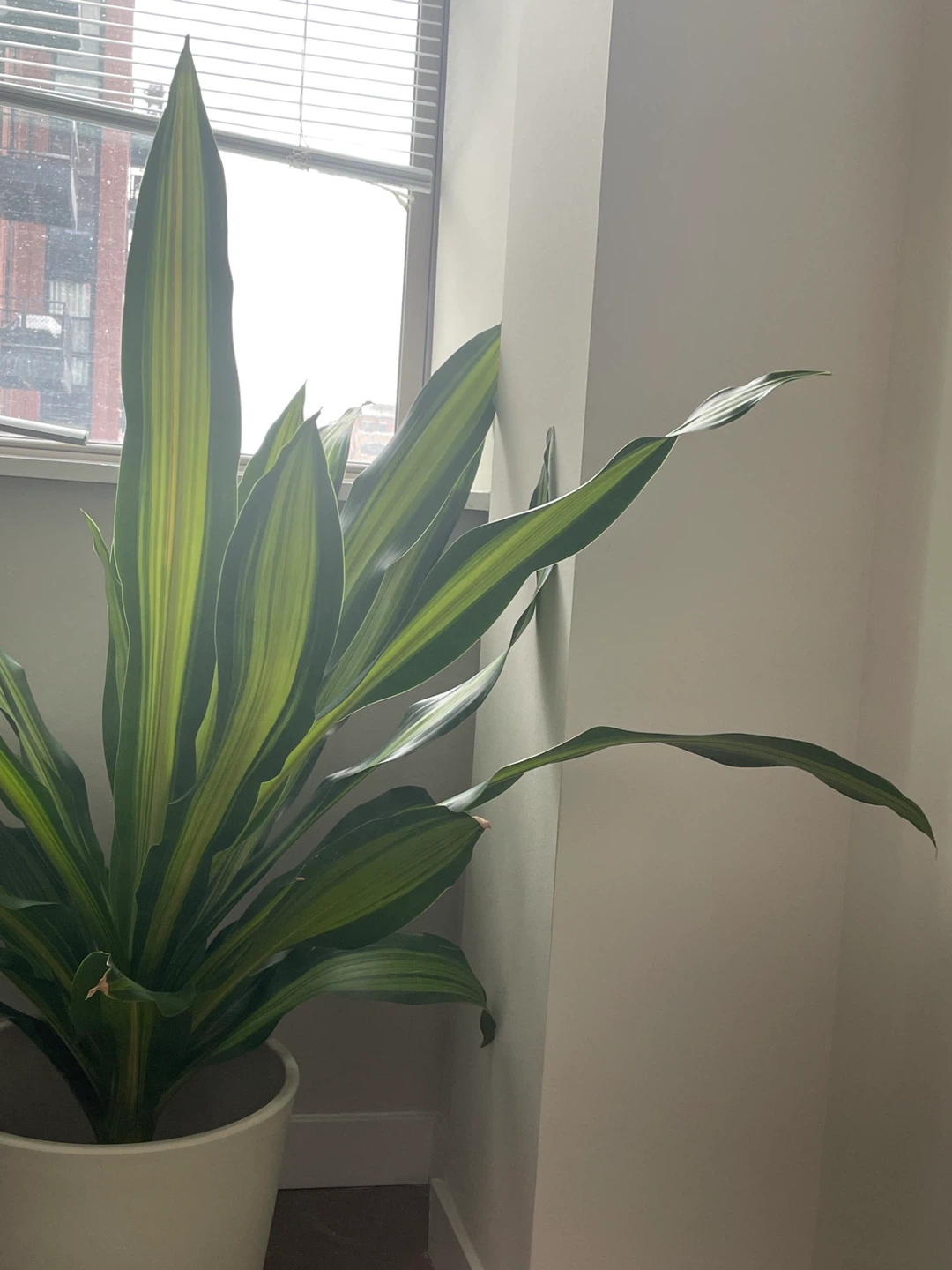 XL Dracaena fragrans Plant #cleanout - photo 3