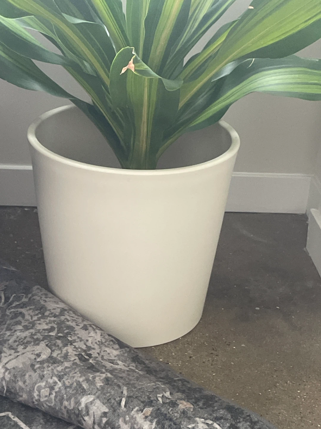 XL Dracaena fragrans Plant #cleanout - photo 2