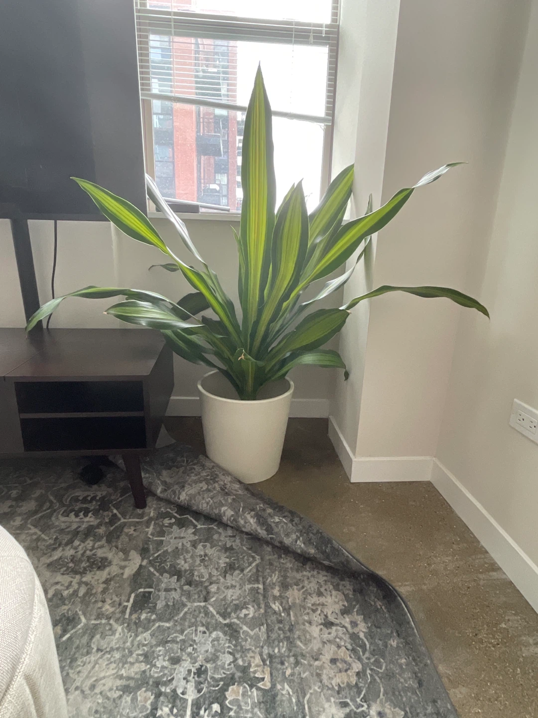 XL Dracaena fragrans Plant #cleanout