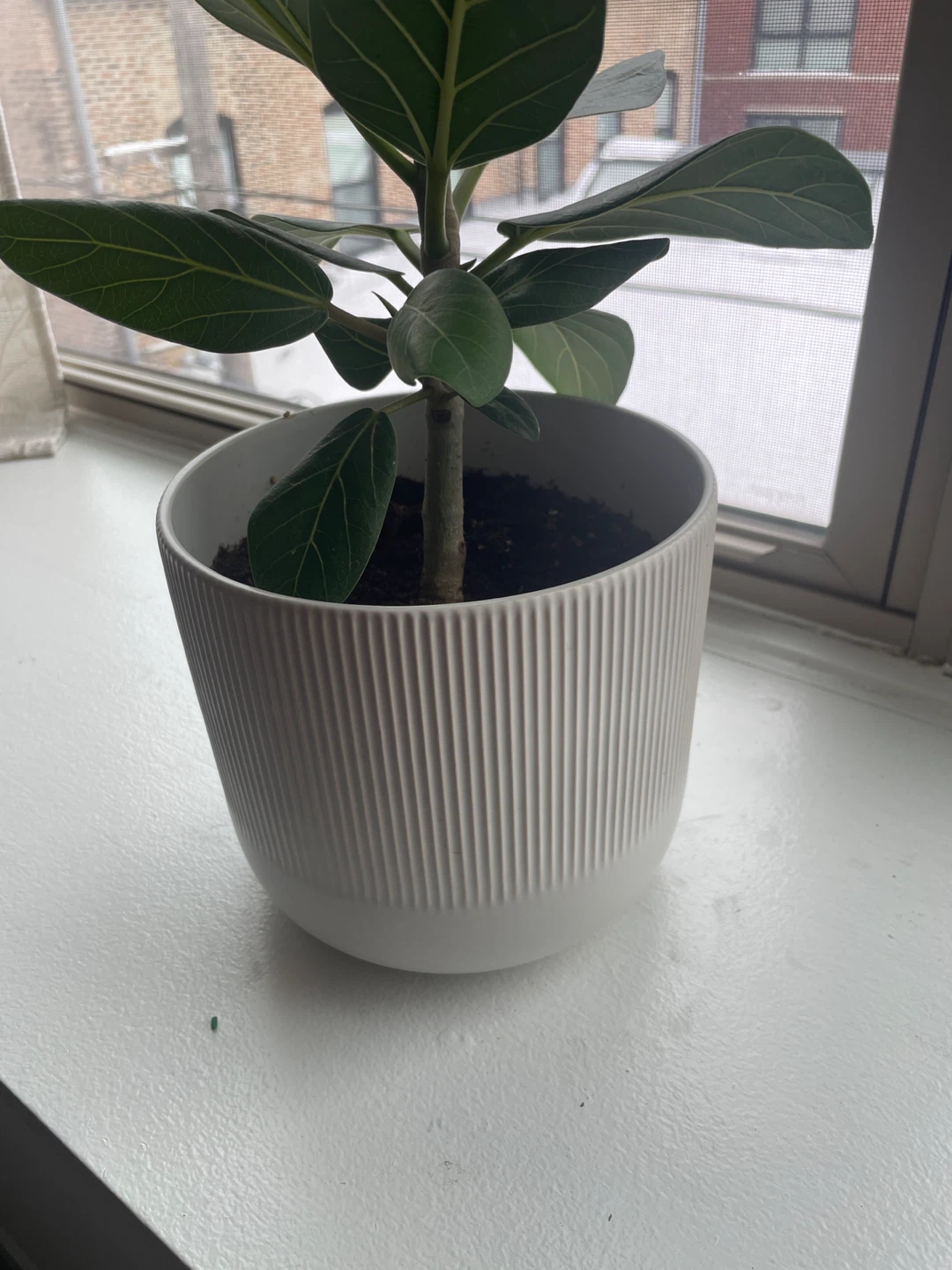Real plant in ceramic pot indoor plant #cleanout - photo 2
