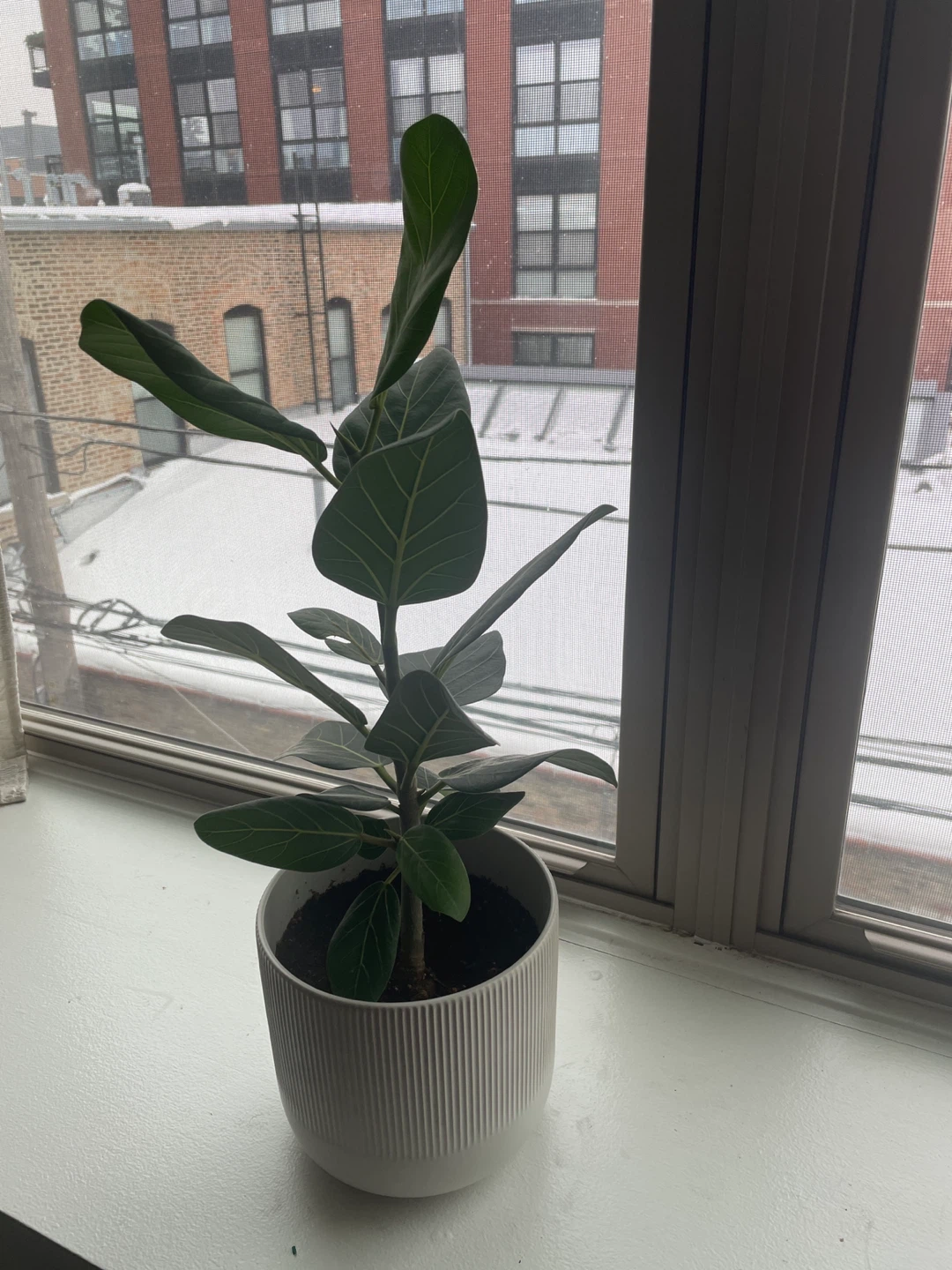 Real plant in ceramic pot indoor plant #cleanout