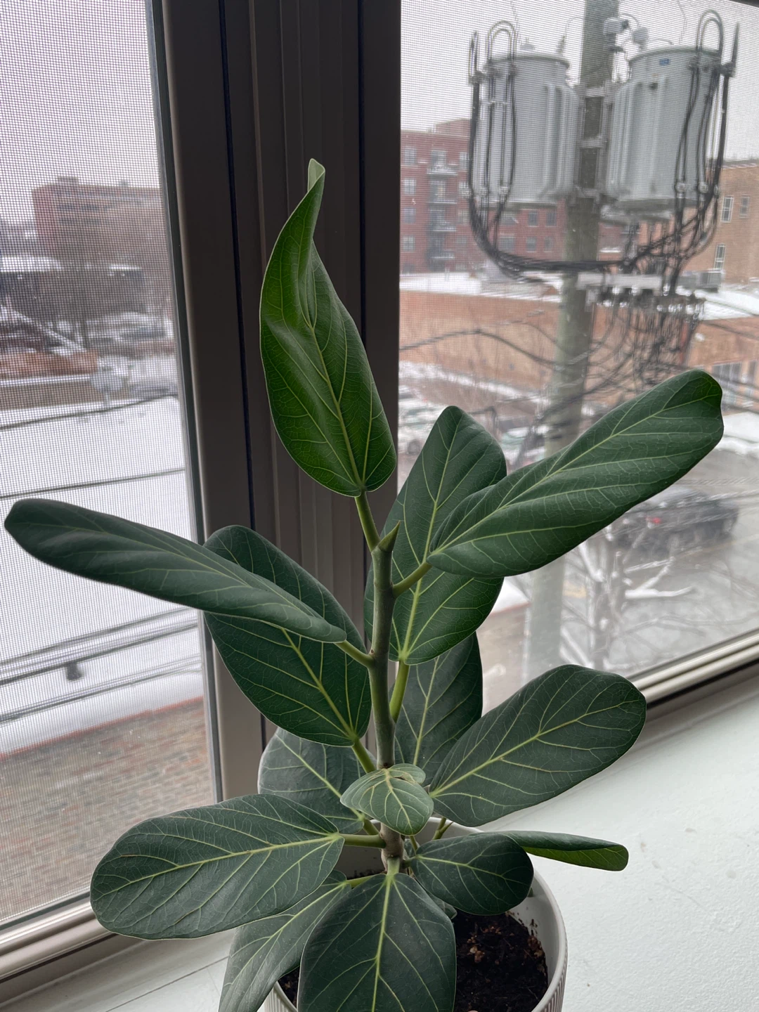 Real plant in ceramic pot indoor plant #cleanout - photo 3