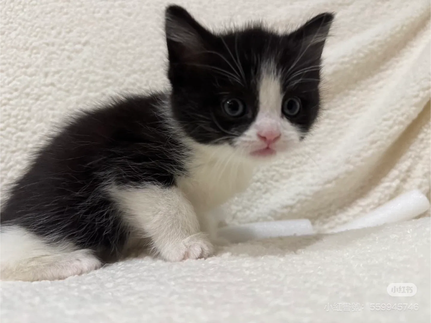 English shot hair bio color kittens