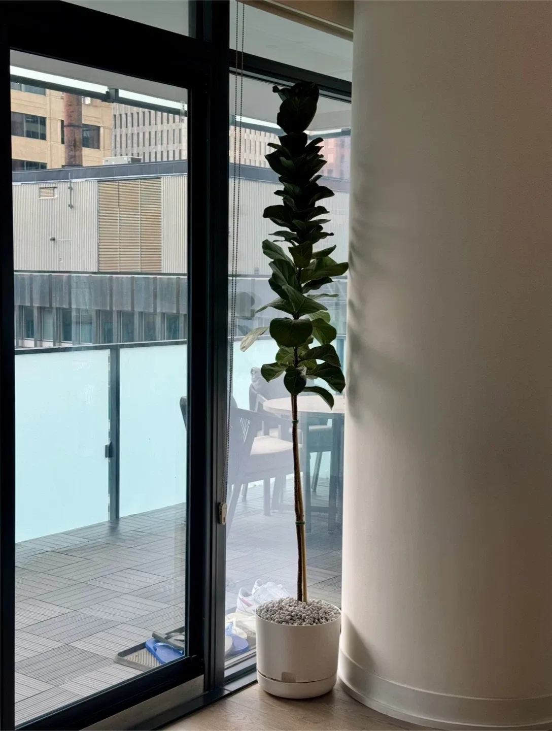 7.5 ft tall Fiddle Leaf Fig Tree in White Self-Watering Pot