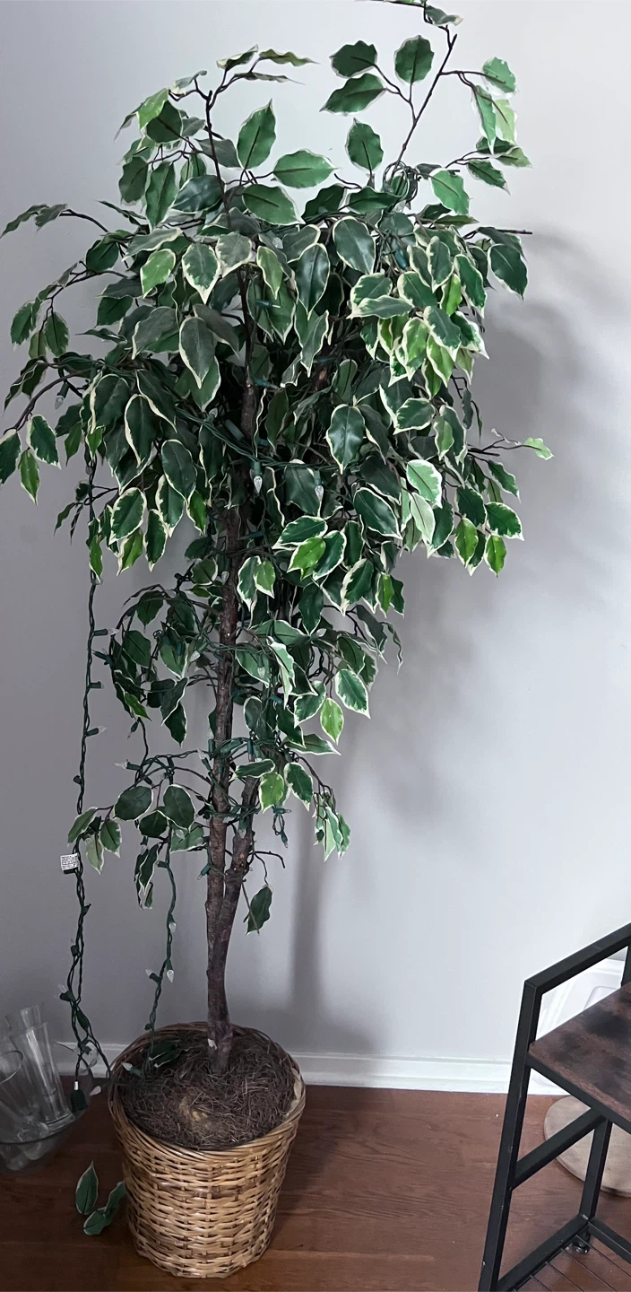 Ficus Tree in Basket faux