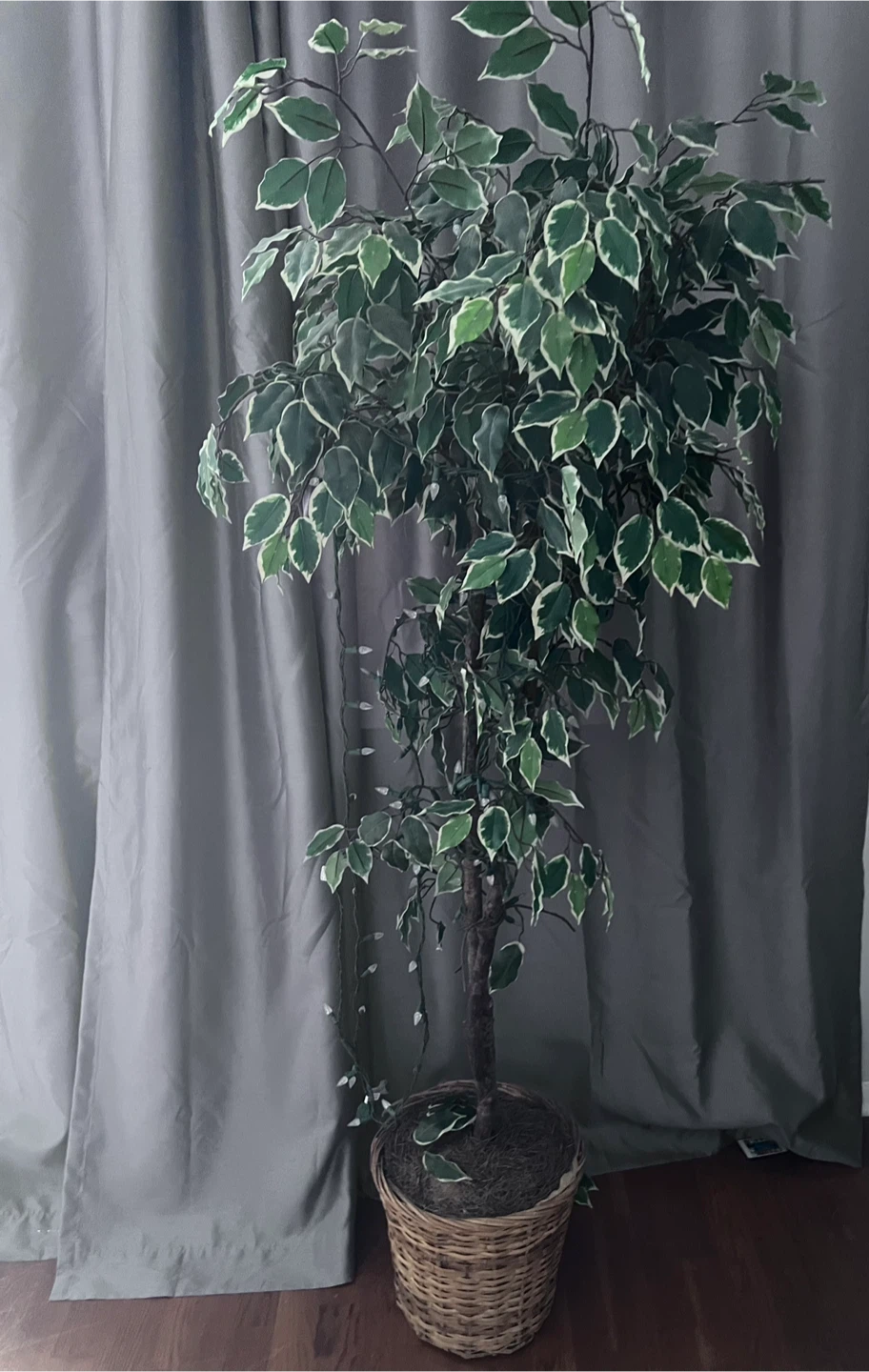 Ficus Tree in Basket faux - photo 2