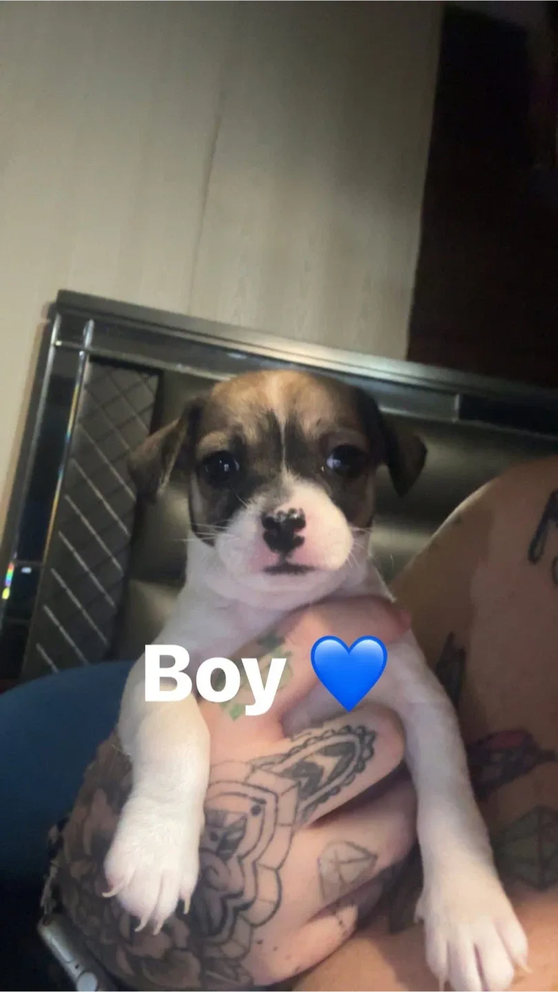 3 beautiful pure bred chihuahua puppies