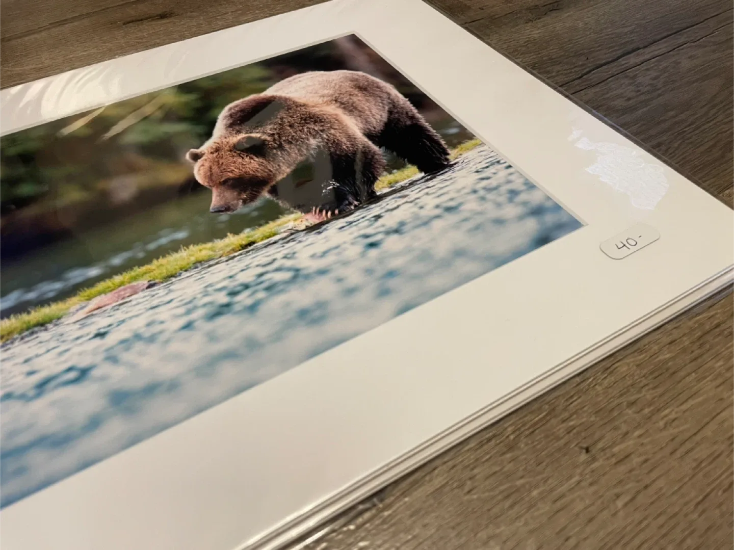 Grizzly Bear Photo Print - Matted image indicator(4)