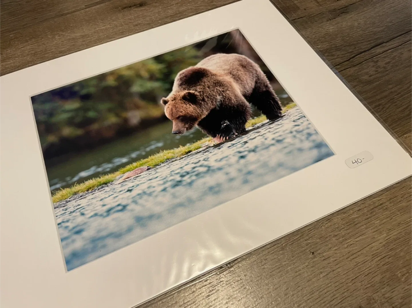 Grizzly Bear Photo Print - Matted image indicator(2)