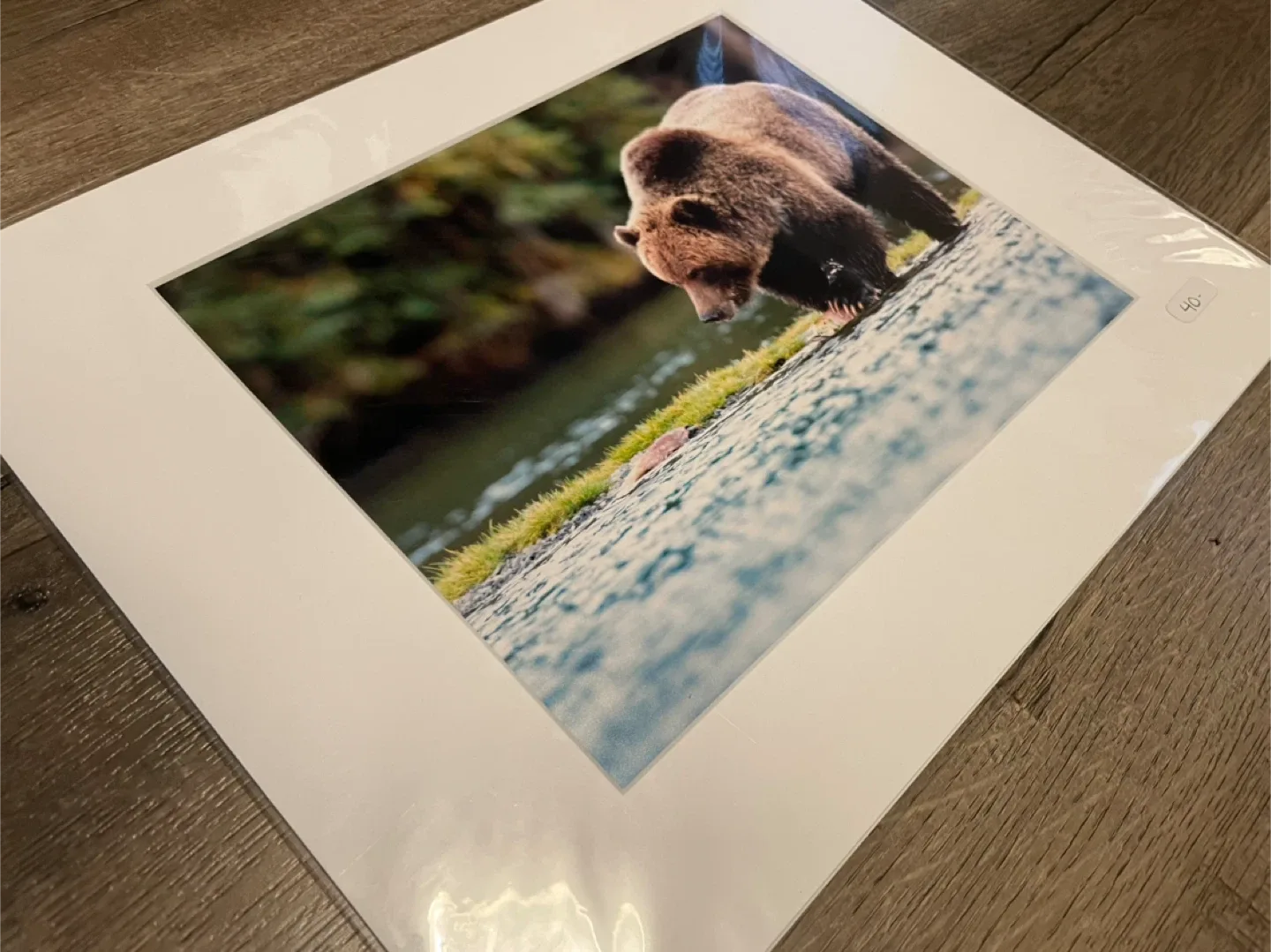 Grizzly Bear Photo Print - Matted image indicator(3)