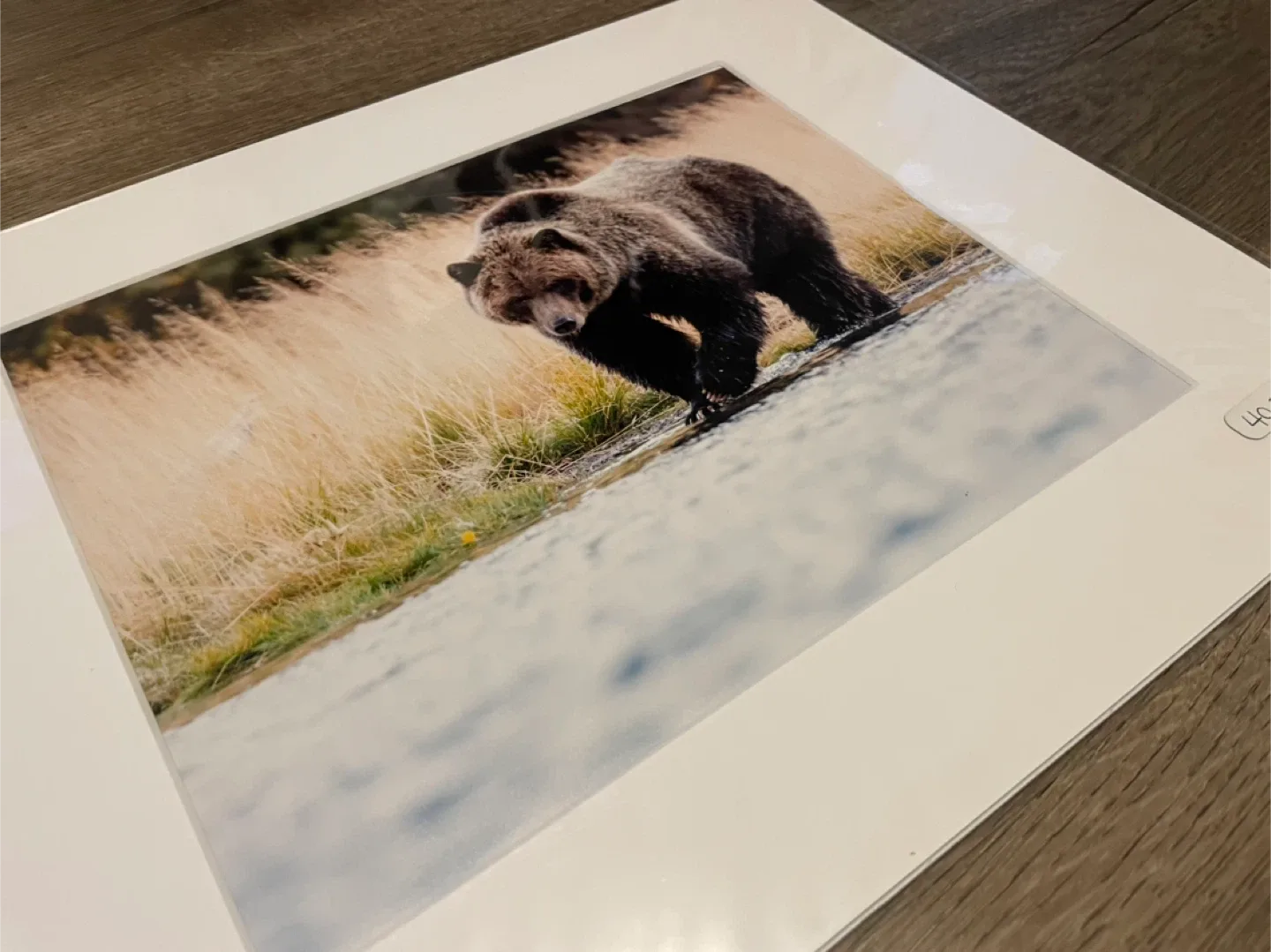 Grizzly Bear photography  8x10 image indicator(3)