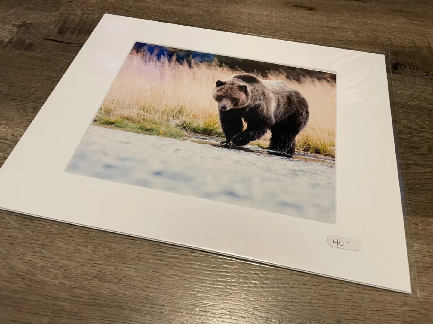 Grizzly Bear photography  8x10 image indicator(2)