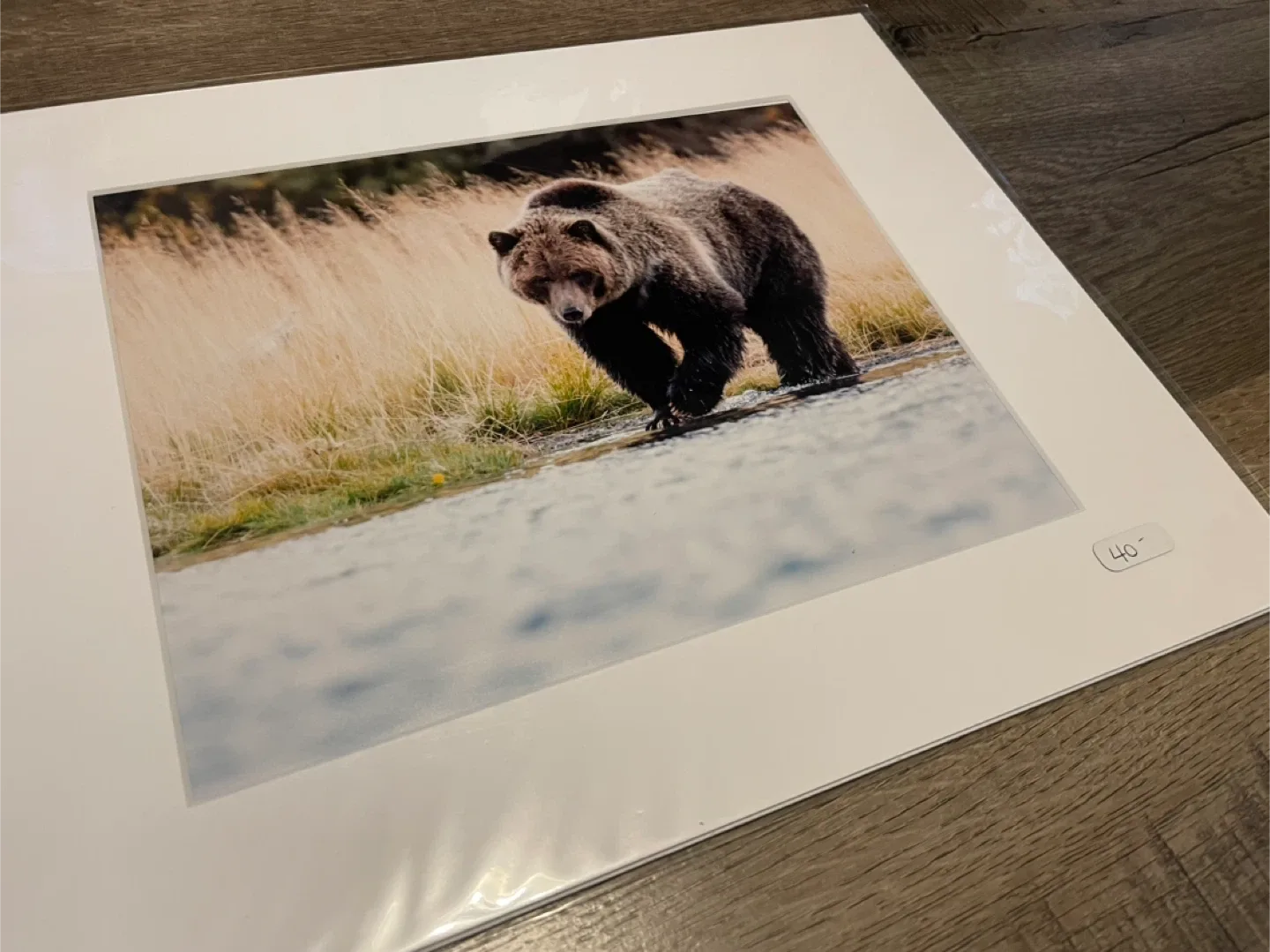 Grizzly Bear photography  8x10 image indicator(4)