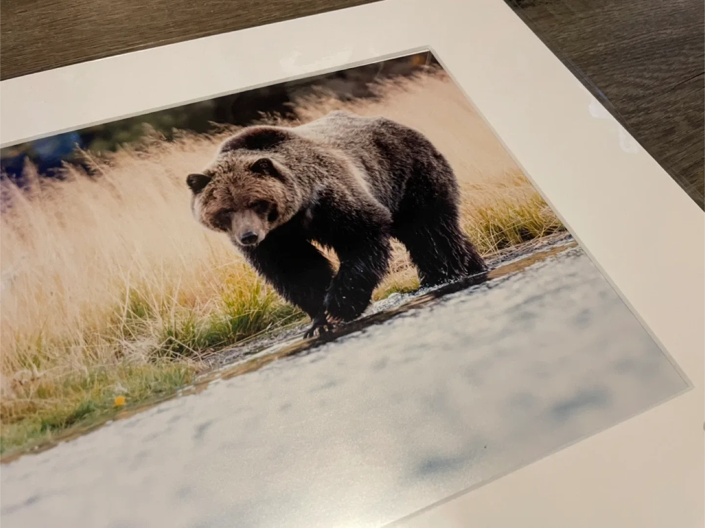 Grizzly Bear photography  8x10