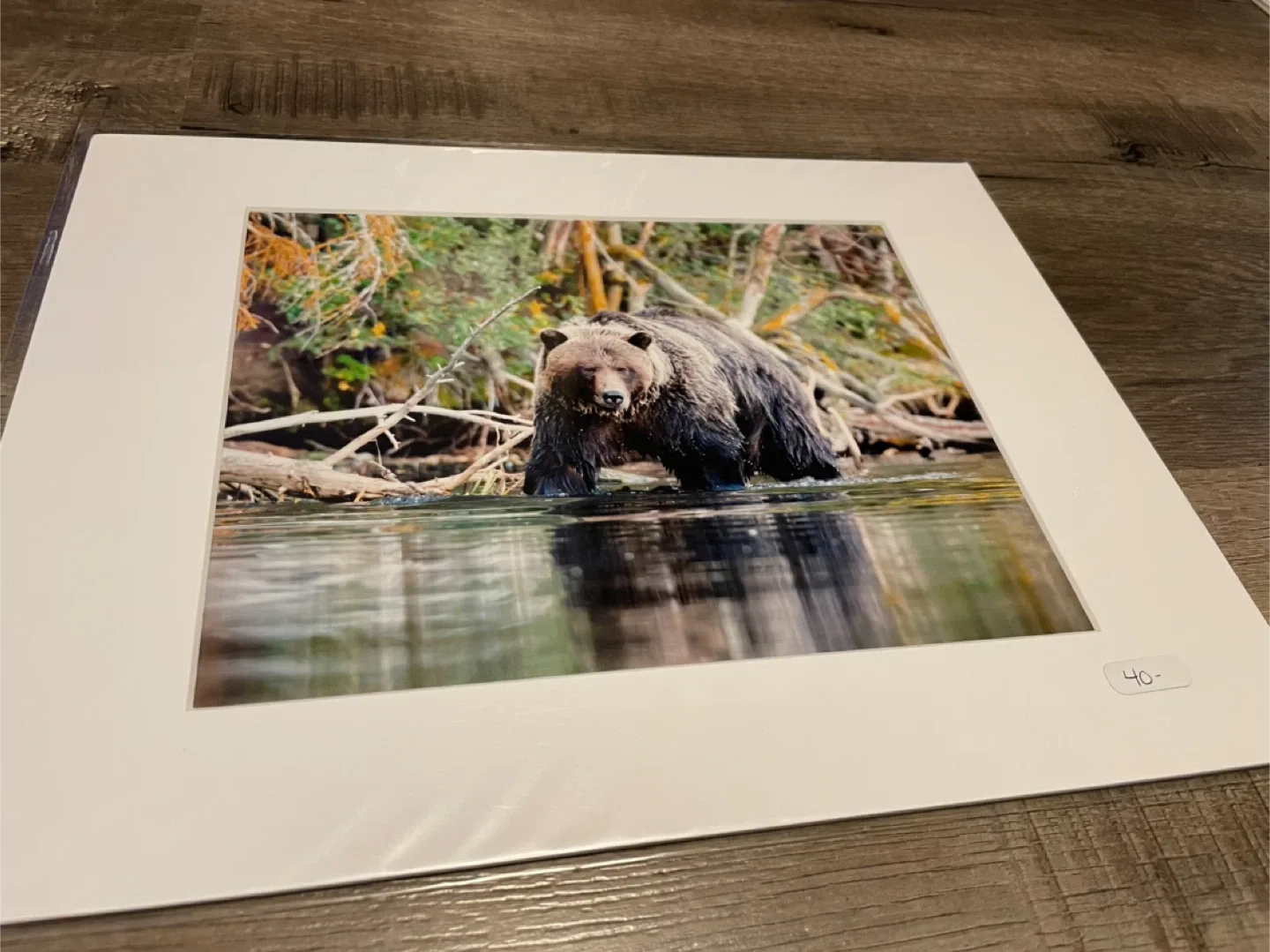 Grizzly bear Photography Matted