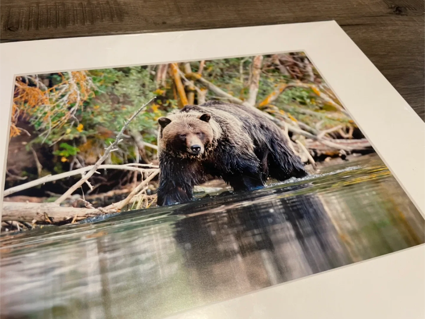 Grizzly bear Photography Matted image indicator(3)