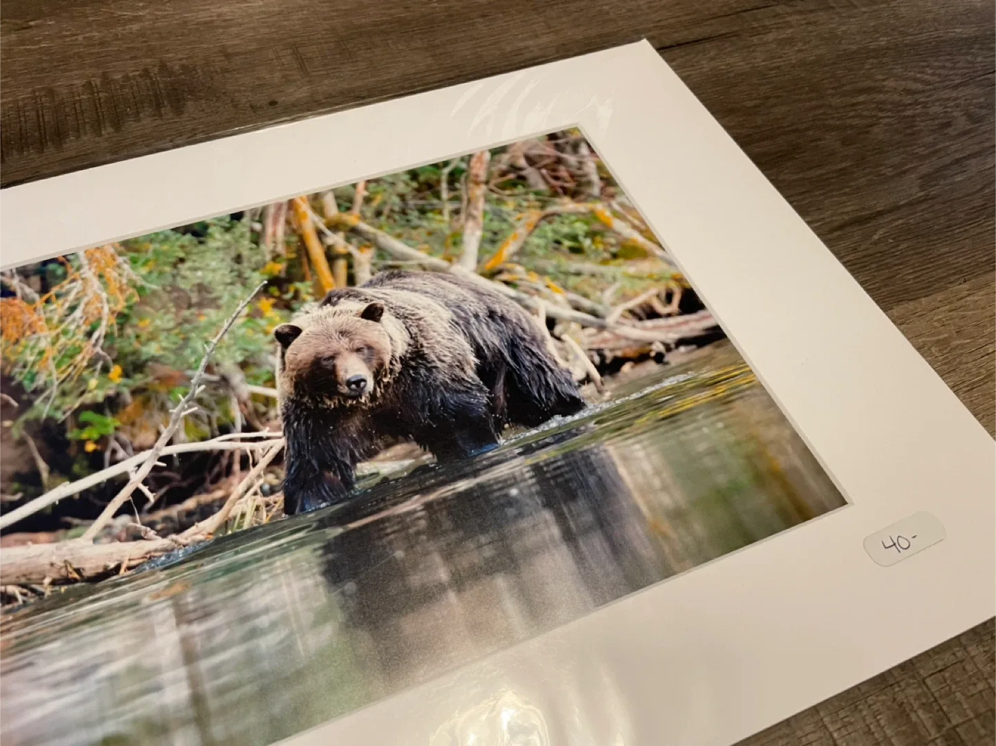 Grizzly bear Photography Matted image indicator(2)