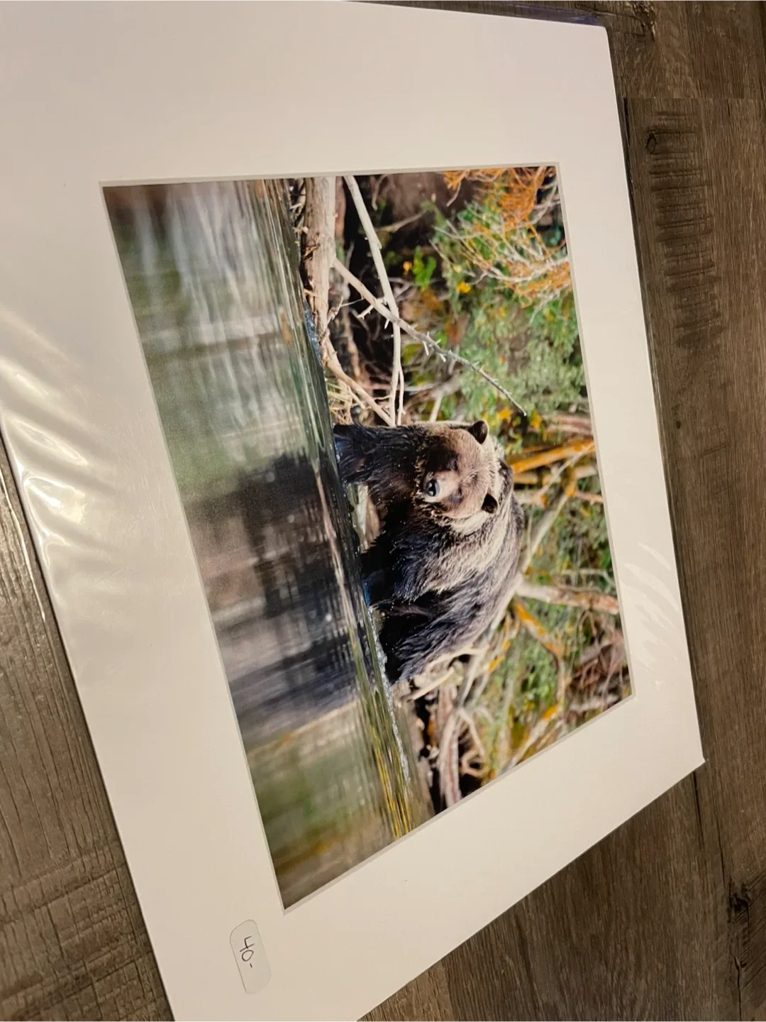 Grizzly bear Photography Matted image indicator(4)