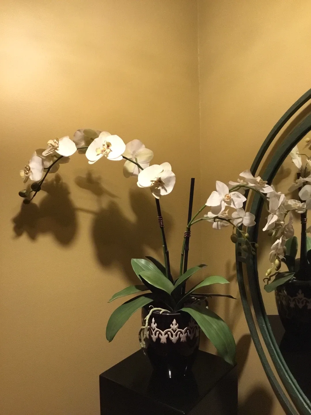 Orchid Plant in Decorative Pot