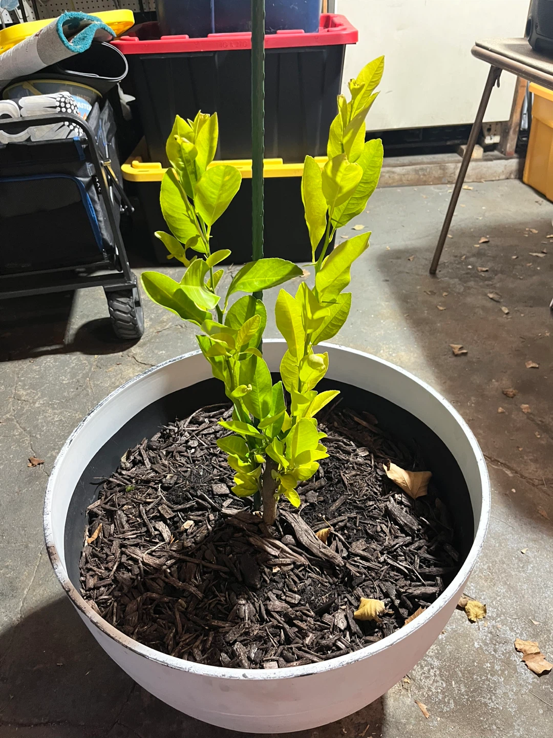 Citrus Tree