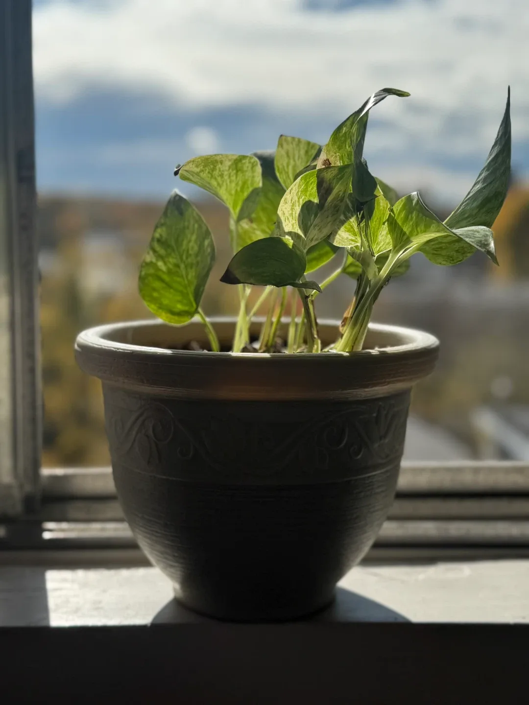 Potted Golden Pothos Plant