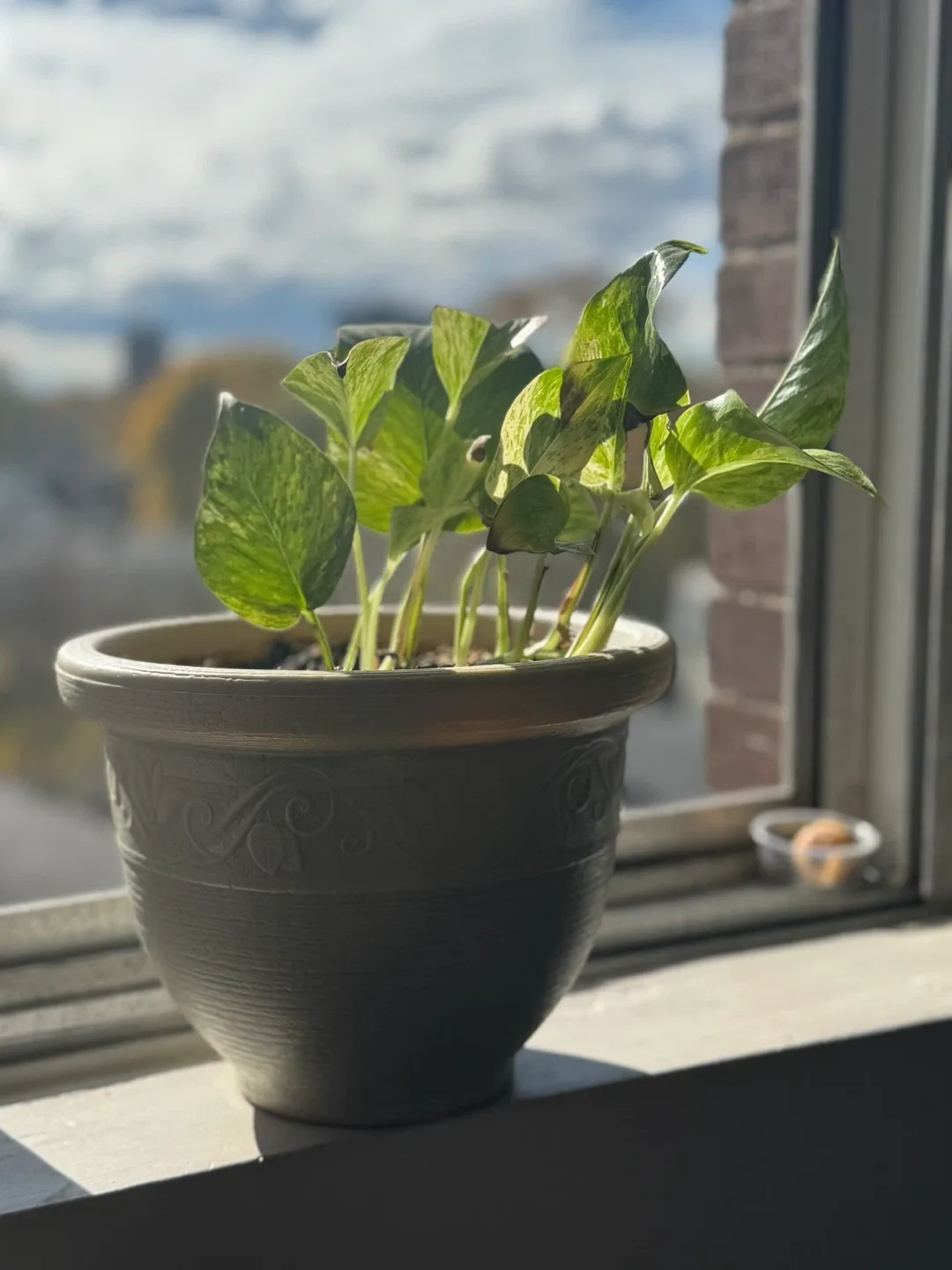 Potted Golden Pothos Plant image indicator(2)