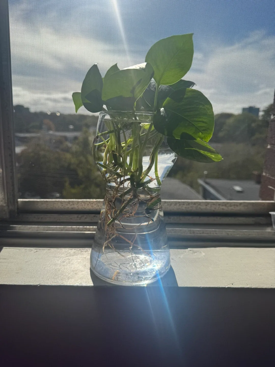 Pothos Plant in Glass Vase