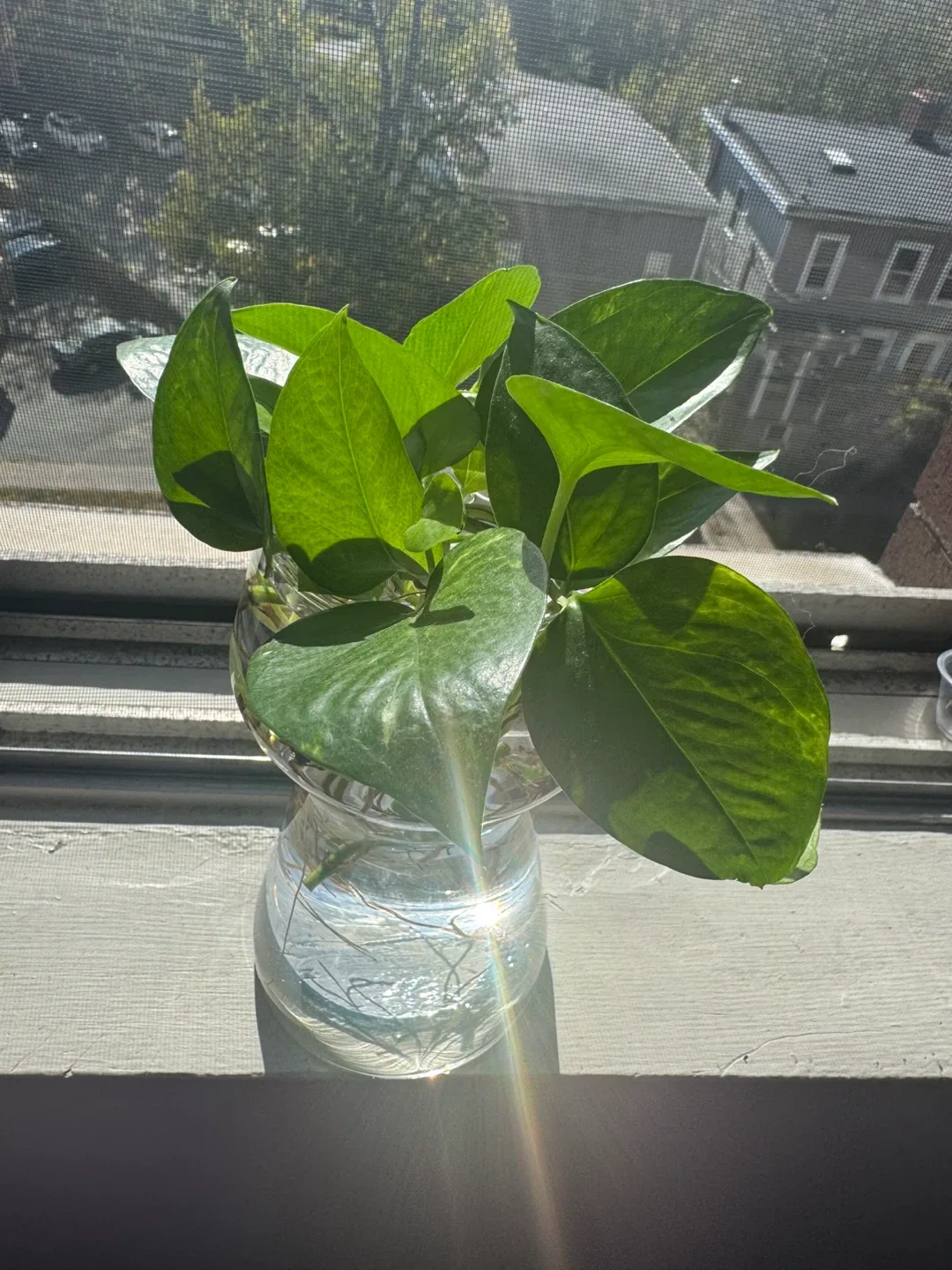 Pothos Plant in Glass Vase image indicator(2)