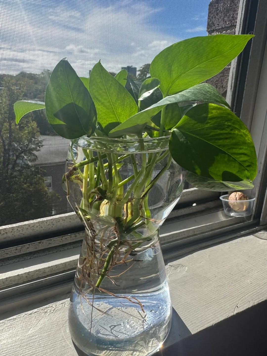 Pothos Plant in Glass Vase image indicator(3)