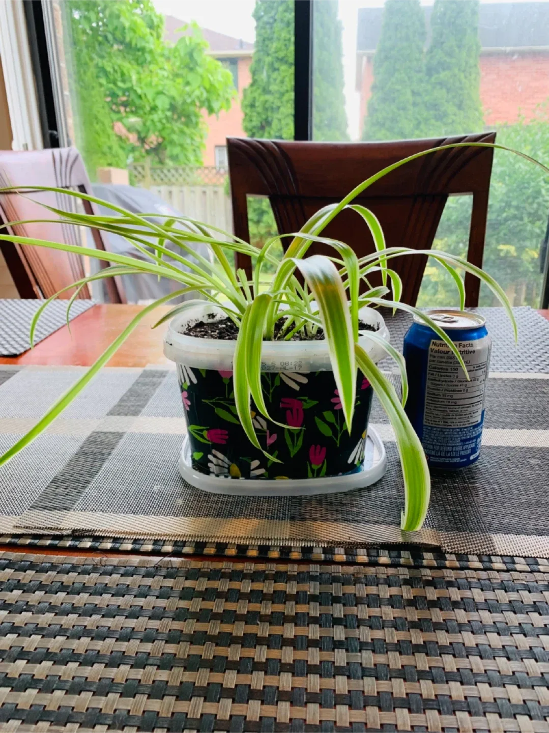 Spider Plant LARGE (non-toxic) image indicator(3)